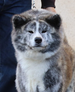 Tora, tête femelle bringé qui nous regarde