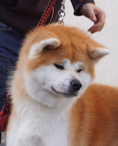 tête Taichi mâle roux
