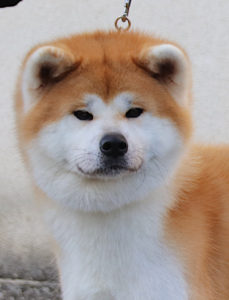 tête Taichi mâle roux