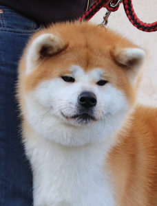 tête Taichi mâle roux