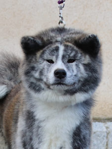 tête Tora femelle bringée
