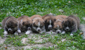 tous les bébés bringés sont sur la photo