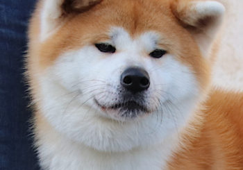 tête Taichi mâle roux